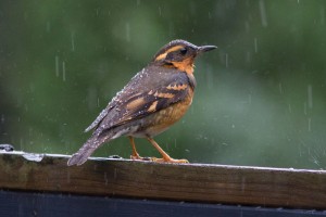 small bird in rain